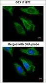 Anti-FGF21 antibody [N3C3] used in Immunocytochemistry/ Immunofluorescence (ICC/IF). GTX111877