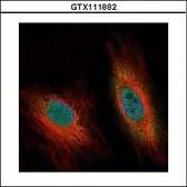 Anti-DEDD antibody [N3C2], Internal used in Immunocytochemistry/ Immunofluorescence (ICC/IF). GTX111882