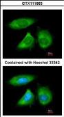 Anti-NOL3 antibody used in Immunocytochemistry/ Immunofluorescence (ICC/IF). GTX111883
