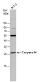 Anti-Caspase 14 antibody used in Western Blot (WB). GTX111888