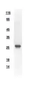 Human ROPN1L protein, His tag. GTX111917-pro