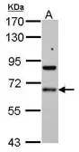 Anti-PDLIM5 antibody used in Western Blot (WB). GTX111925