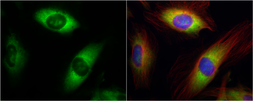 Anti-RPL17 antibody [N1C3-2] used in Immunocytochemistry/ Immunofluorescence (ICC/IF). GTX111934