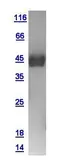 Human Securin protein, GST tag. GTX111938-pro