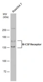 Anti-M-CSF Receptor antibody used in Western Blot (WB). GTX111946