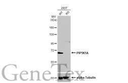Anti-PIP5K1A antibody [N1N3] used in Western Blot (WB). GTX111953