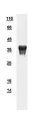 Human PRPS1L1 protein, His tag. GTX112011-pro