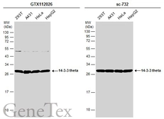 Anti-14-3-3 theta antibody [N1C3-2] used in Western Blot (WB). GTX112026