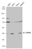 Anti-SAPK4 antibody [N1C3] used in Western Blot (WB). GTX112033
