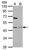 Anti-MBIP antibody used in Western Blot (WB). GTX112051