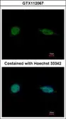 Anti-SAP30BP antibody used in Immunocytochemistry/ Immunofluorescence (ICC/IF). GTX112067