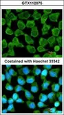 Anti-NKIRAS2 antibody [C2C3], C-term used in Immunocytochemistry/ Immunofluorescence (ICC/IF). GTX112075