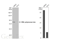 Anti-DNA polymerase iota antibody used in Western Blot (WB). GTX112137