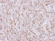 Anti-COPB antibody [N1N3] used in IHC (Paraffin sections) (IHC-P). GTX112140