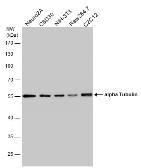 Anti-alpha Tubulin antibody used in Western Blot (WB). GTX112141