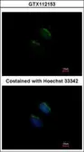 Anti-MGAT3 antibody [N3C3] used in Immunocytochemistry/ Immunofluorescence (ICC/IF). GTX112153