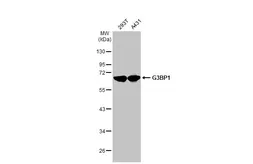 Anti-G3BP1 antibody used in Western Blot (WB). GTX112191