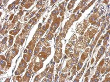 Anti-DEAF1 antibody used in IHC (Paraffin sections) (IHC-P). GTX112207