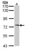 Anti-GGA2 antibody used in Western Blot (WB). GTX112213