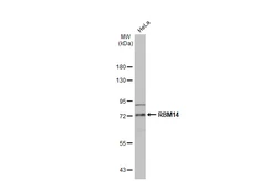 Anti-RBM14 antibody [N1N2], N-term used in Western Blot (WB). GTX112293
