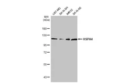 Anti-HSPA4 antibody [N1N3] used in Western Blot (WB). GTX112329