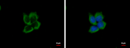 Anti-eIF3e antibody used in Immunocytochemistry/ Immunofluorescence (ICC/IF). GTX112342