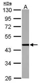 Anti-cleavage stimulation factor antibody [N3C3] used in Western Blot (WB). GTX112345