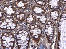 Anti-AFM antibody used in IHC (Paraffin sections) (IHC-P). GTX112390