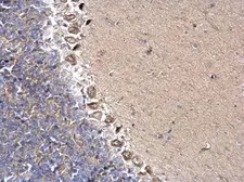 Anti-DYNC1I2 antibody used in IHC (Paraffin sections) (IHC-P). GTX112419