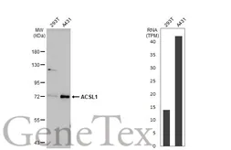 Anti-ACSL1 antibody used in Western Blot (WB). GTX112430