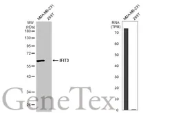 Anti-IFIT3 antibody used in Western Blot (WB). GTX112442