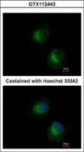Anti-IFIT3 antibody used in Immunocytochemistry/ Immunofluorescence (ICC/IF). GTX112442