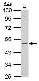 Anti-KCNS2 antibody used in Western Blot (WB). GTX112451