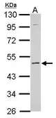 Anti-KCNS2 antibody used in Western Blot (WB). GTX112451