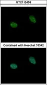 Anti-PRICKLE3 antibody [N1N3] used in Immunocytochemistry/ Immunofluorescence (ICC/IF). GTX112458