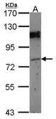 Anti-GPIP137 antibody [C1C3] used in Western Blot (WB). GTX112462