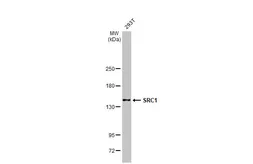 Anti-SRC1 antibody used in Western Blot (WB). GTX112567