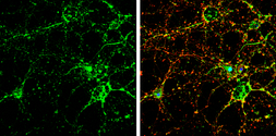 Anti-GRIP1 antibody used in Immunocytochemistry/ Immunofluorescence (ICC/IF). GTX112571