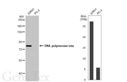 Anti-DNA polymerase iota antibody [N3C2], Internal used in Western Blot (WB). GTX112583