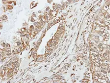 Anti-alpha amylase 2A (pancreatic) antibody [N2C3] used in IHC (Paraffin sections) (IHC-P). GTX112606
