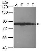 Anti-eIF4B antibody [N1N2], N-term used in Western Blot (WB). GTX112612