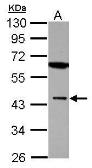 Anti-Muscleblind-like 1 antibody used in Western Blot (WB). GTX112624