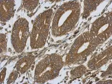 Anti-SIRP alpha antibody used in IHC (Paraffin sections) (IHC-P). GTX112645