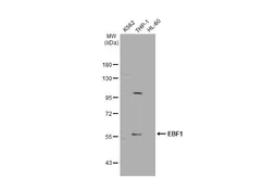 Anti-EBF1 antibody used in Western Blot (WB). GTX112651
