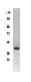 Human p23 protein, His tag. GTX112655-pro