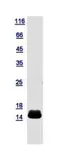 Human Cytochrome C protein, His tag. GTX112683-pro
