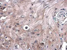 Anti-CD105 antibody [N1N3-2] used in IHC (Paraffin sections) (IHC-P). GTX112685