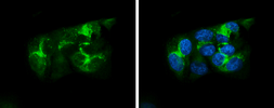 Anti-Apolipoprotein A1 antibody used in Immunocytochemistry/ Immunofluorescence (ICC/IF). GTX112692