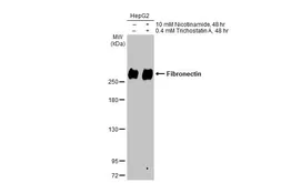 Anti-Fibronectin antibody [N1N2], N-term used in Western Blot (WB). GTX112794
