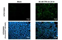 Anti-RGS1 antibody used in Immunocytochemistry/ Immunofluorescence (ICC/IF). GTX112803